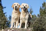 GOLDEN RETRIEVER 562